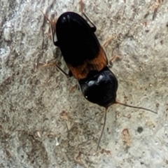 Austrocardiophorus sp. (genus) (Click beetle) at Holt, ACT - 27 Sep 2021 by tpreston