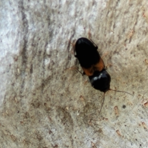 Austrocardiophorus sp. (genus) at Holt, ACT - 27 Sep 2021 10:38 AM