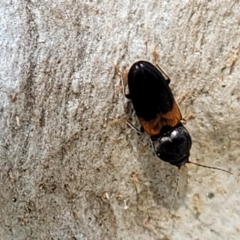 Austrocardiophorus sp. (genus) at Holt, ACT - 27 Sep 2021 10:38 AM