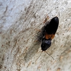 Austrocardiophorus sp. (genus) at Holt, ACT - 27 Sep 2021 10:38 AM