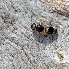 Mutillidae (family) (Unidentified Mutillid wasp or velvet ant) at Kama - 27 Sep 2021 by trevorpreston