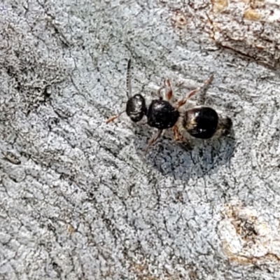 Mutillidae (family) (Unidentified Mutillid wasp or velvet ant) at Kama - 27 Sep 2021 by trevorpreston