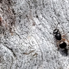 Mutillidae (family) at Kama - 27 Sep 2021