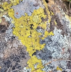 Unidentified Lichen at Holt, ACT - 27 Sep 2021 by trevorpreston