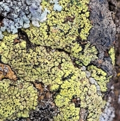 Rhizocarpon geographicum (Yellow Map Lichen) at Holt, ACT - 27 Sep 2021 by tpreston