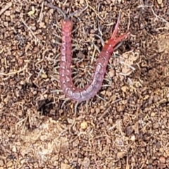 Scolopendromorpha (order) (A centipede) at Kama - 27 Sep 2021 by trevorpreston