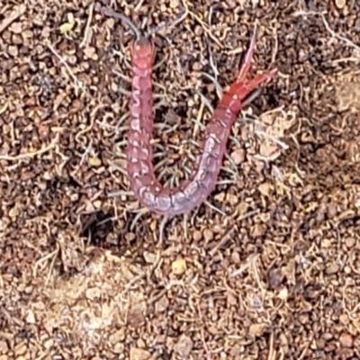 Scolopendromorpha (order) (A centipede) at Molonglo River Reserve - 27 Sep 2021 by tpreston