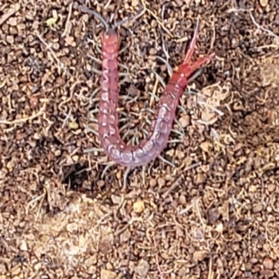 Scolopendromorpha (order) (A centipede) at Molonglo River Reserve - 27 Sep 2021 by trevorpreston