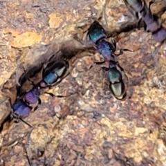Rhytidoponera metallica (Greenhead ant) at Holt, ACT - 27 Sep 2021 by tpreston