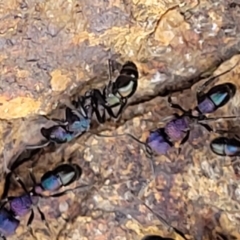 Rhytidoponera metallica at Holt, ACT - 27 Sep 2021