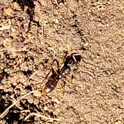 Ponerinae (subfamily) at Molonglo River Reserve - 27 Sep 2021 by tpreston