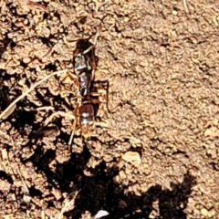 Ponerinae (subfamily) at Holt, ACT - 27 Sep 2021 10:45 AM