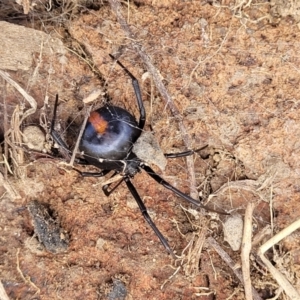 Latrodectus hasselti at Holt, ACT - 27 Sep 2021