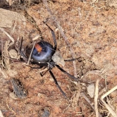 Latrodectus hasselti (Redback Spider) at Molonglo River Reserve - 27 Sep 2021 by tpreston
