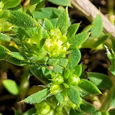 Paronychia brasiliana (Brazilian Whitlow) at Molonglo River Reserve - 27 Sep 2021 by tpreston