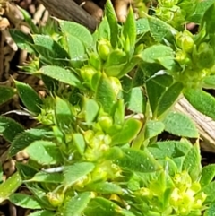 Paronychia brasiliana at Holt, ACT - 27 Sep 2021