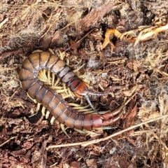 Cormocephalus aurantiipes (Orange-legged Centipede) at Holt, ACT - 27 Sep 2021 by trevorpreston