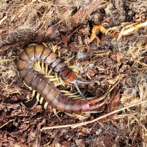 Cormocephalus aurantiipes at Holt, ACT - 27 Sep 2021 10:59 AM