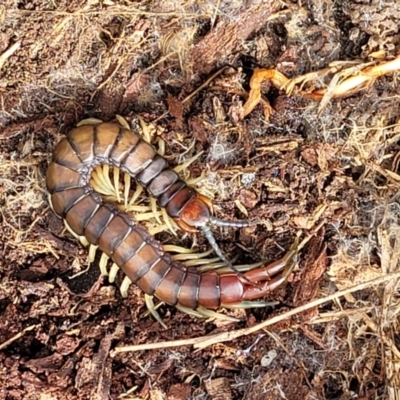 Cormocephalus aurantiipes (Orange-legged Centipede) at Molonglo River Reserve - 27 Sep 2021 by trevorpreston