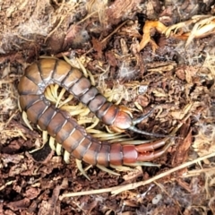 Cormocephalus aurantiipes at Holt, ACT - 27 Sep 2021