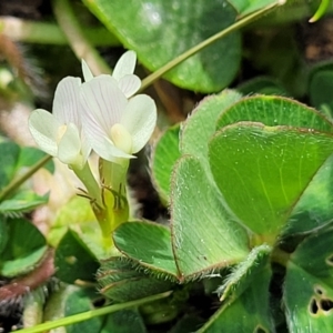 Trifolium subterraneum at Holt, ACT - 27 Sep 2021