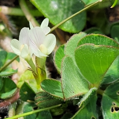 Trifolium subterraneum (Subterranean Clover) at Holt, ACT - 27 Sep 2021 by trevorpreston