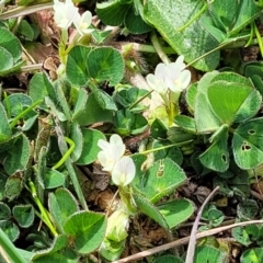 Trifolium subterraneum at Holt, ACT - 27 Sep 2021