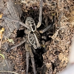 Tasmanicosa sp. (genus) (Unidentified Tasmanicosa wolf spider) at Molonglo Valley, ACT - 27 Sep 2021 by tpreston