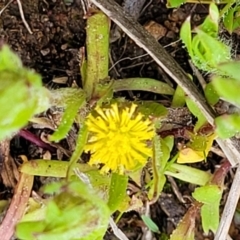 Triptilodiscus pygmaeus (Annual Daisy) at Holt, ACT - 27 Sep 2021 by trevorpreston