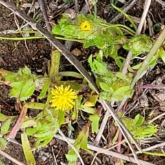 Triptilodiscus pygmaeus at Holt, ACT - 27 Sep 2021