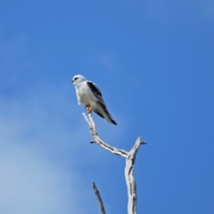 Elanus axillaris (Black-shouldered Kite) at Molonglo River Reserve - 27 Sep 2021 by wombey