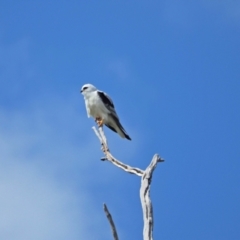 Elanus axillaris (Black-shouldered Kite) at Kama - 27 Sep 2021 by wombey