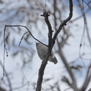 Daphoenositta chrysoptera at Holt, ACT - 27 Sep 2021