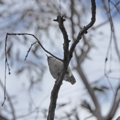 Daphoenositta chrysoptera (Varied Sittella) at Kama - 27 Sep 2021 by wombey