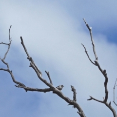 Daphoenositta chrysoptera at Holt, ACT - 27 Sep 2021