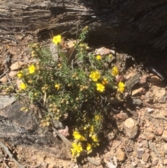 Hibbertia calycina (Lesser Guinea-flower) at Bruce, ACT - 26 Sep 2021 by jgiacon