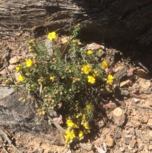 Hibbertia calycina at Bruce, ACT - 26 Sep 2021 10:52 AM