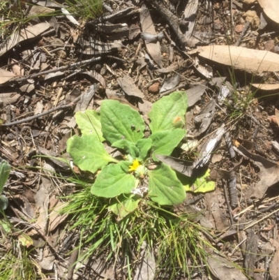 Cymbonotus sp. (preissianus or lawsonianus) (Bears Ears) at Flea Bog Flat to Emu Creek Corridor - 26 Sep 2021 by JohnGiacon