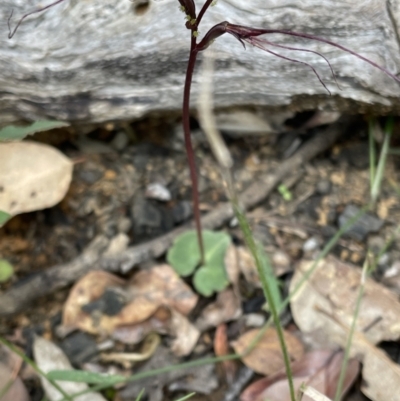 Acianthus caudatus at Balmoral, NSW - 26 Sep 2021 by Anna631
