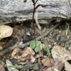 Acianthus caudatus (TBC) at Balmoral, NSW - 26 Sep 2021 by Anna631