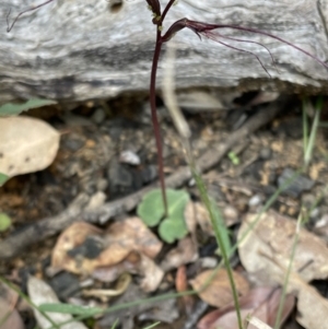 Acianthus caudatus at Balmoral, NSW - 26 Sep 2021