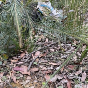Acianthus caudatus at Balmoral, NSW - suppressed