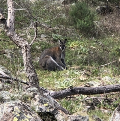 Notamacropus rufogriseus (Red-necked Wallaby) at Theodore, ACT - 27 Sep 2021 by euanfraser