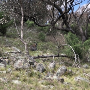 Notamacropus rufogriseus at Theodore, ACT - 27 Sep 2021