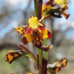 Diuris pardina (Leopard Doubletail) at Hawker, ACT - 27 Sep 2021 by sangio7