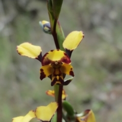 Diuris pardina at Hawker, ACT - suppressed