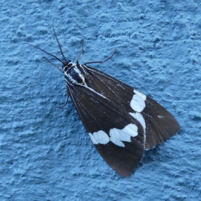 Nyctemera amicus (Senecio Moth, Magpie Moth, Cineraria Moth) at Giralang, ACT - 26 Sep 2021 by LeonPietsch