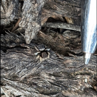 Maratus vespertilio (Bat-like peacock spider) at Lake Burley Griffin West - 27 Sep 2021 by SusanneG