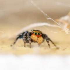 Unidentified Jumping & peacock spider (Salticidae) (TBC) at Wanniassa, ACT - 27 Sep 2021 by sciencegal