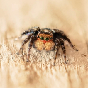 Euophryinae sp.(Undescribed) (subfamily) at Wanniassa, ACT - 27 Sep 2021